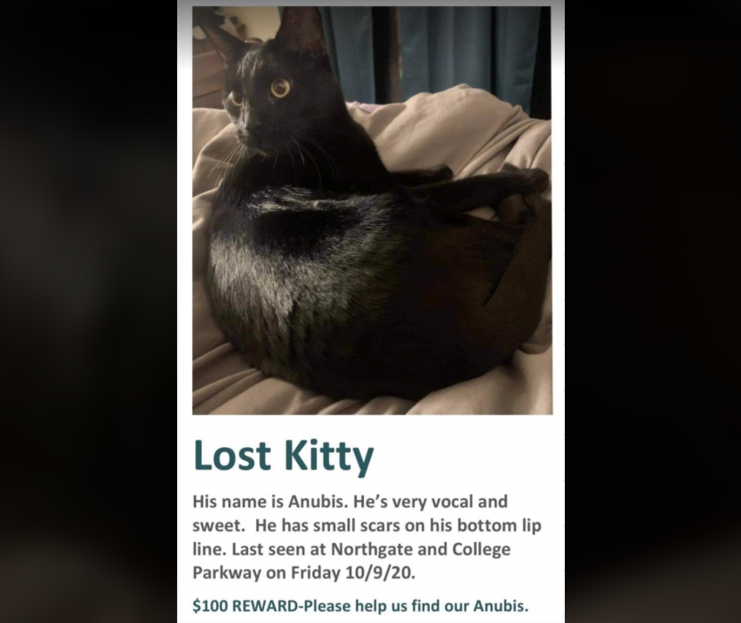 Crystal offered a $100 award to any information on Anubis after he went missing