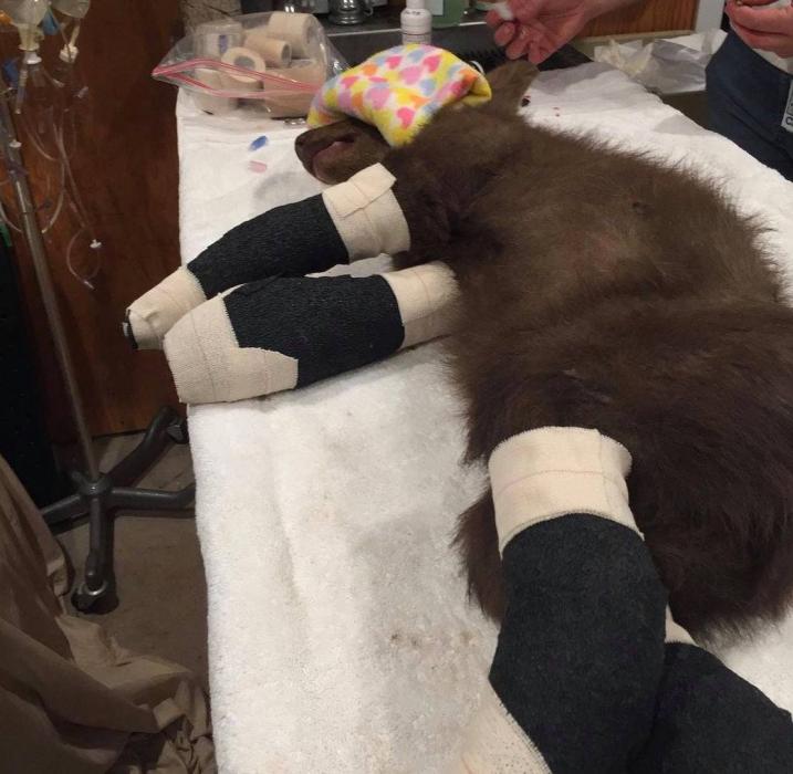 Photos courtesy of Lake Tahoe Wildlife Care