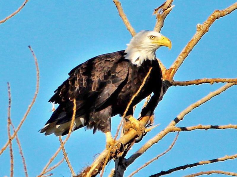 Photo by Brett Fisher. An American Bald Eagle perched on a tree along Washoe Lake in Washoe Valley.