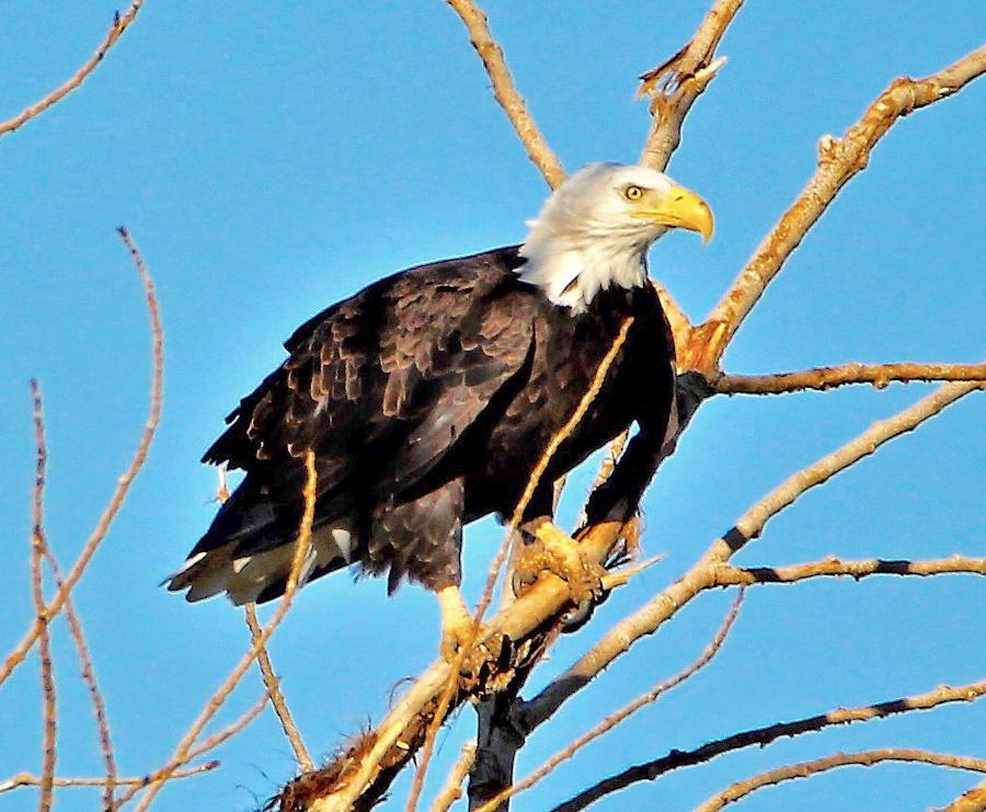 Photo by Brett Fisher. An American Bald Eagle perched on a tree along Washoe Lake in Washoe Valley.