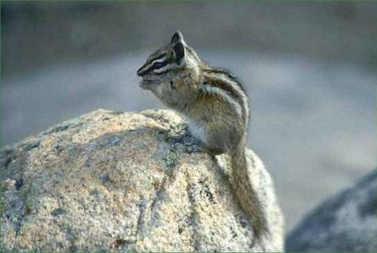 Plague is spread by squirrels, chipmunks and other wild rodents and their fleas.