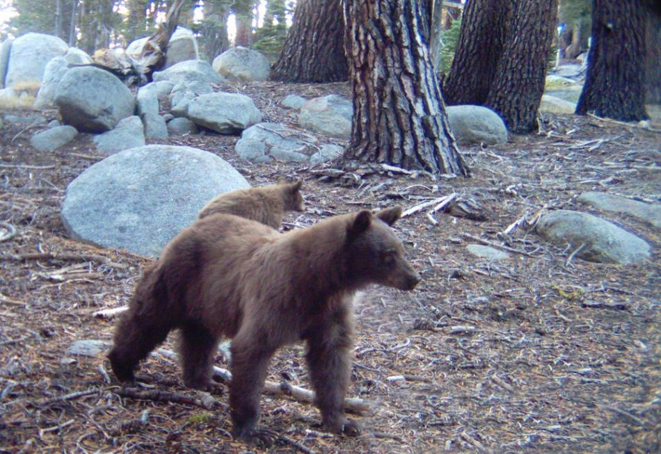 TahoeBears.org file photo