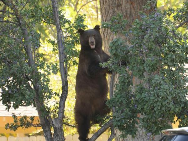 Tahoe bears begin annual trek to pack on pounds, NDOW advises to secure garbage, other food sources