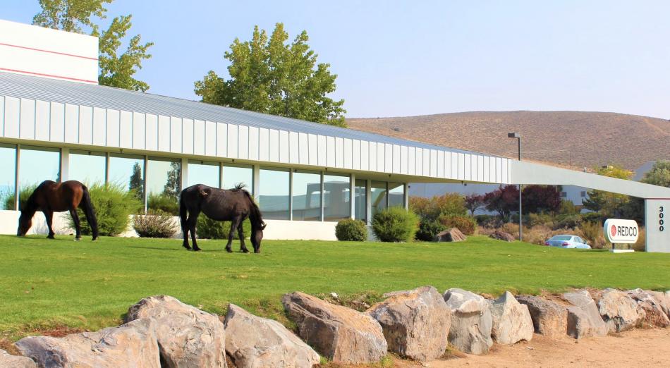 Wild horses groom the lawn at Redco, a local manufacturer rubber products. Photo by Ronni Hannaman
