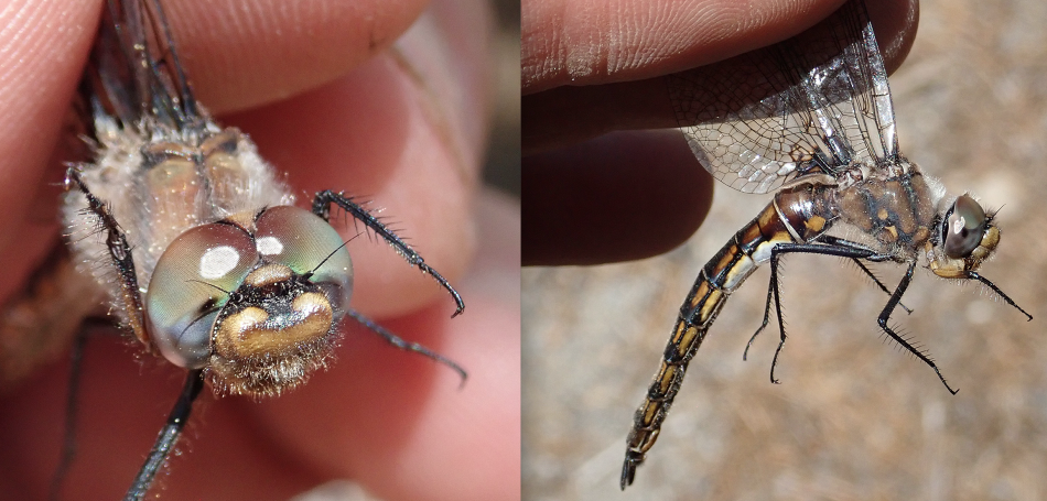 The Spiny Baskettail was located in June; it was last spotted in 1914.
