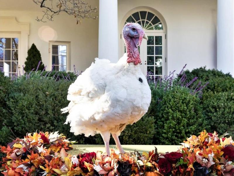 Peas, the 2018 pardoned Thanksgiving Turkey, courtesy Wikipedia.