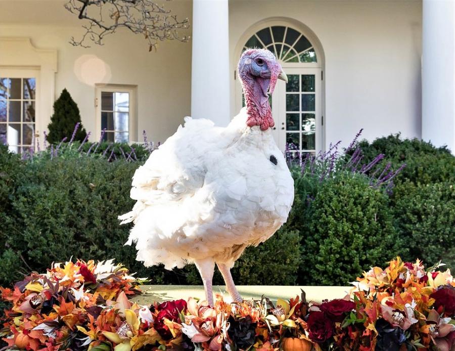 Peas, the 2018 pardoned Thanksgiving Turkey, courtesy Wikipedia.