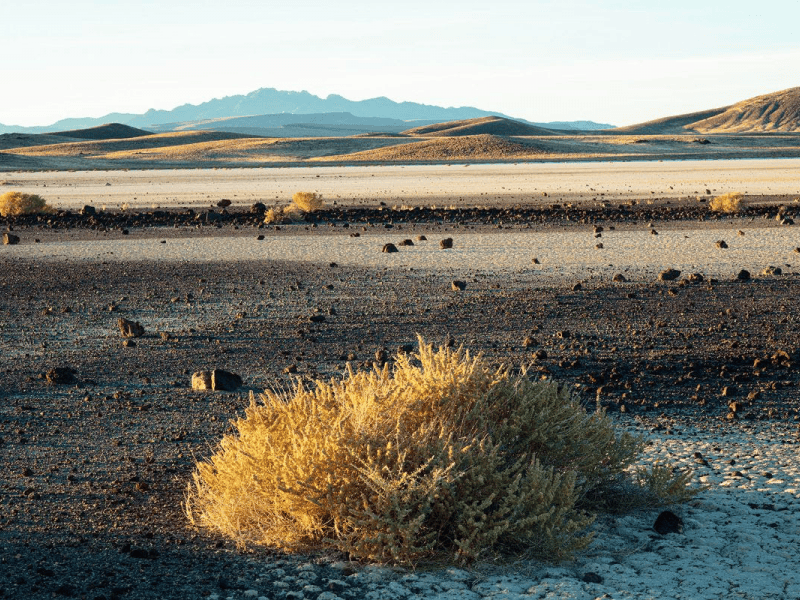 A yellow sagebrush on the floor of a dry lake bed with mountains in the distance