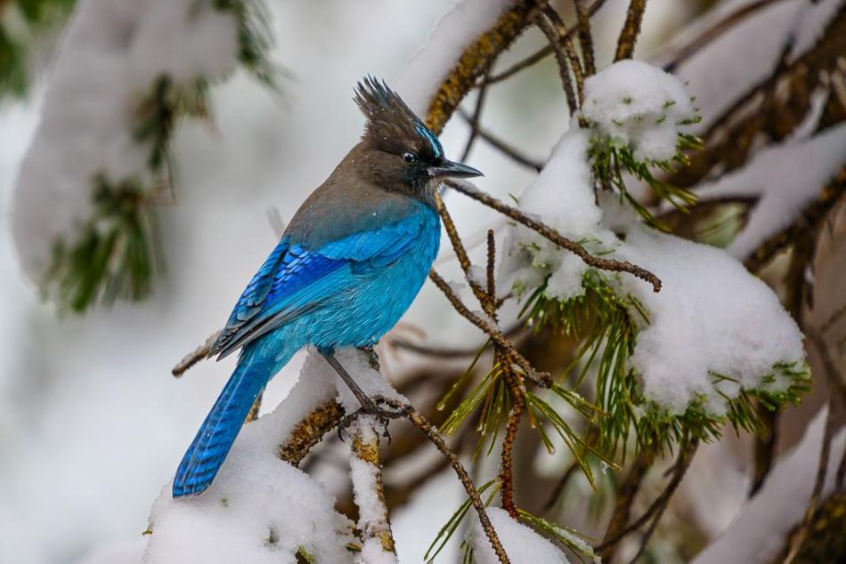 Third Place: “Fluffed Against the Cold” Cindy Murphy