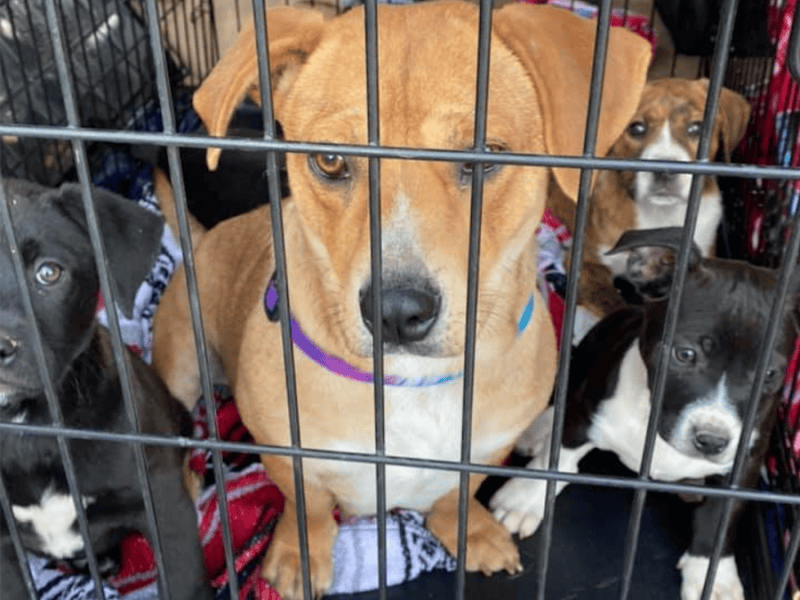 An unspayed dog or cat can be responsible for thousands of animals being born.