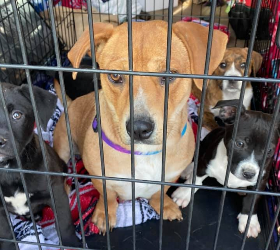 An unspayed dog or cat can be responsible for thousands of animals being born.