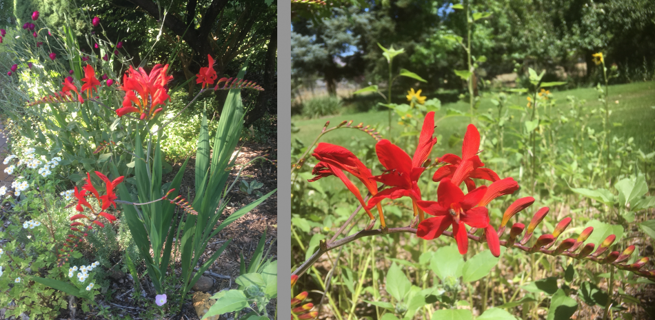 Crocosmia is among the many flowers of choice for hummingbirds.