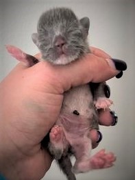Stuart at 2 days old.