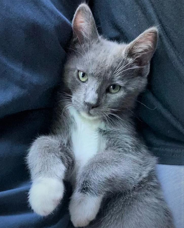 Stuart at nearly 4 months, ready for his forever home.