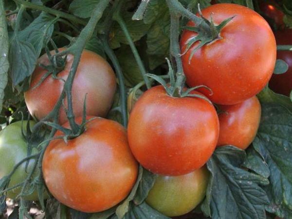 Northern Nevada backyards: Late summer happenings