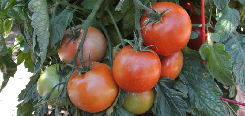 Photo via University of Nevada Cooperative Extension