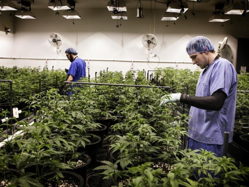 Employees for Reef Dispensaries sets up irrigation drip systems for cannabis on Wednesday, Feb. 15, 2017. Photo by Jeff Scheid.