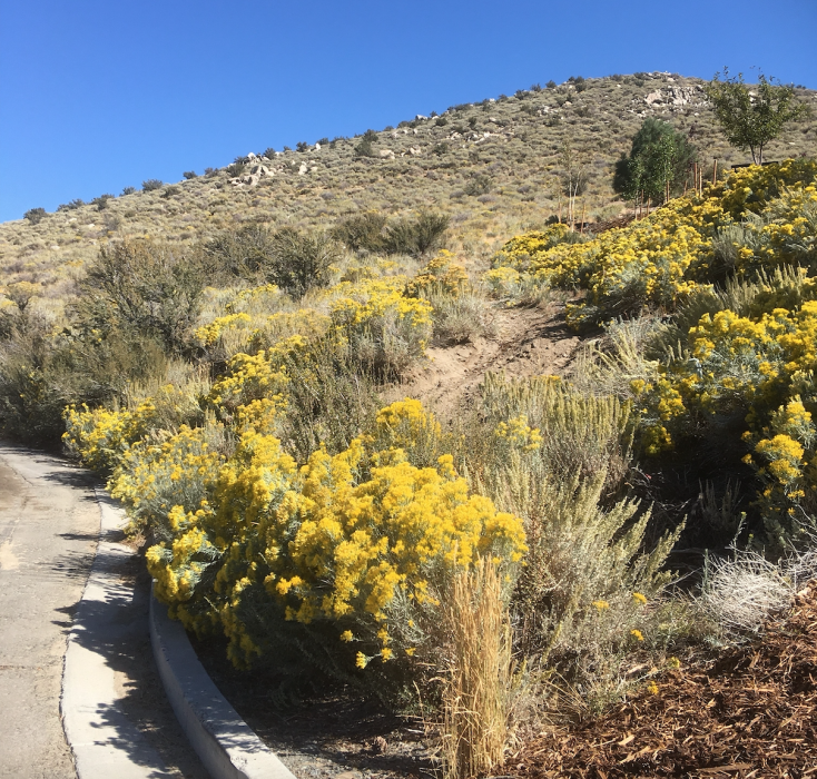 Rabbitbrush along a hillside.