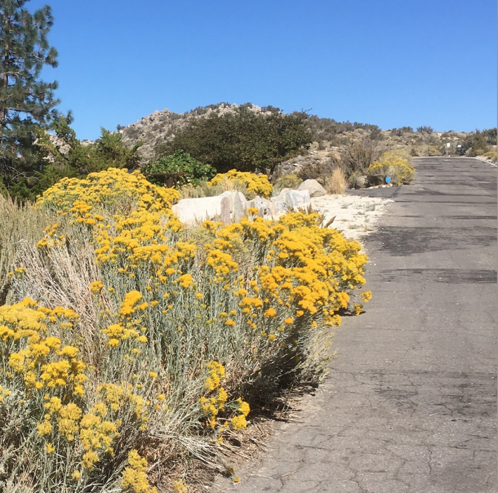 Rabbitbrush along a roadside.