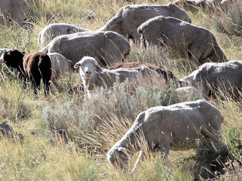 Carson City’s Favorite Firefighting Sheep return for fall fuel reduction snacking