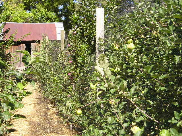 See the Michael's Apples website at michaelsapples.com.