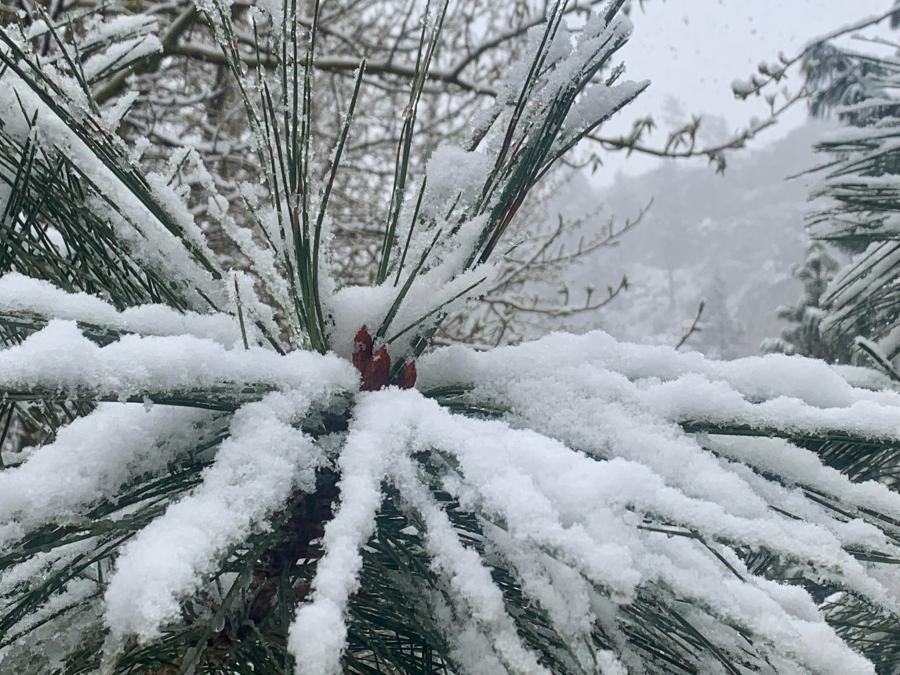 Long Needle Pine in Snow - Mad Canyon near Markleeville