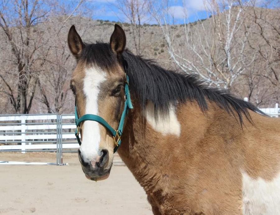 Healthy Horse Campaign