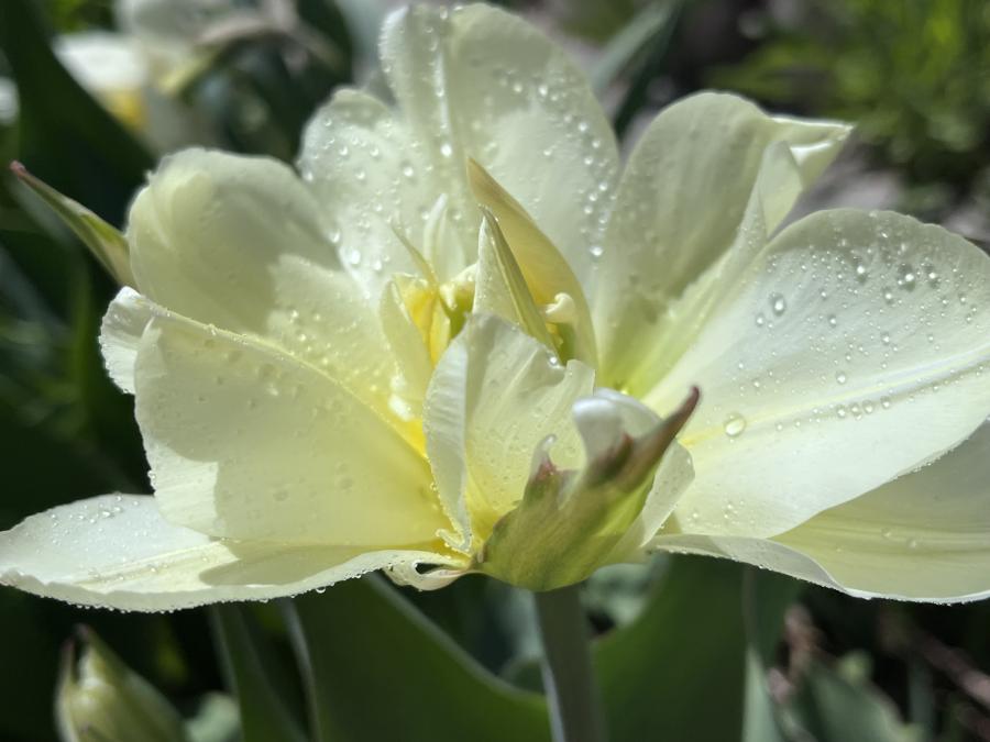 Double White Tulip - Spring in the Gardnerville Ranchos