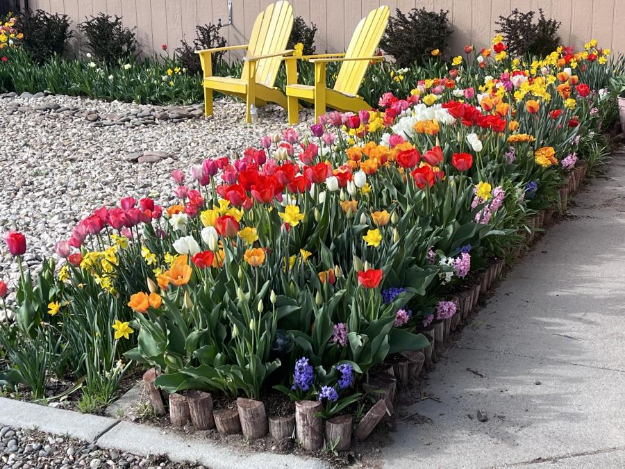 Spring in the Gardnverville Ranchos - Walkway Bed