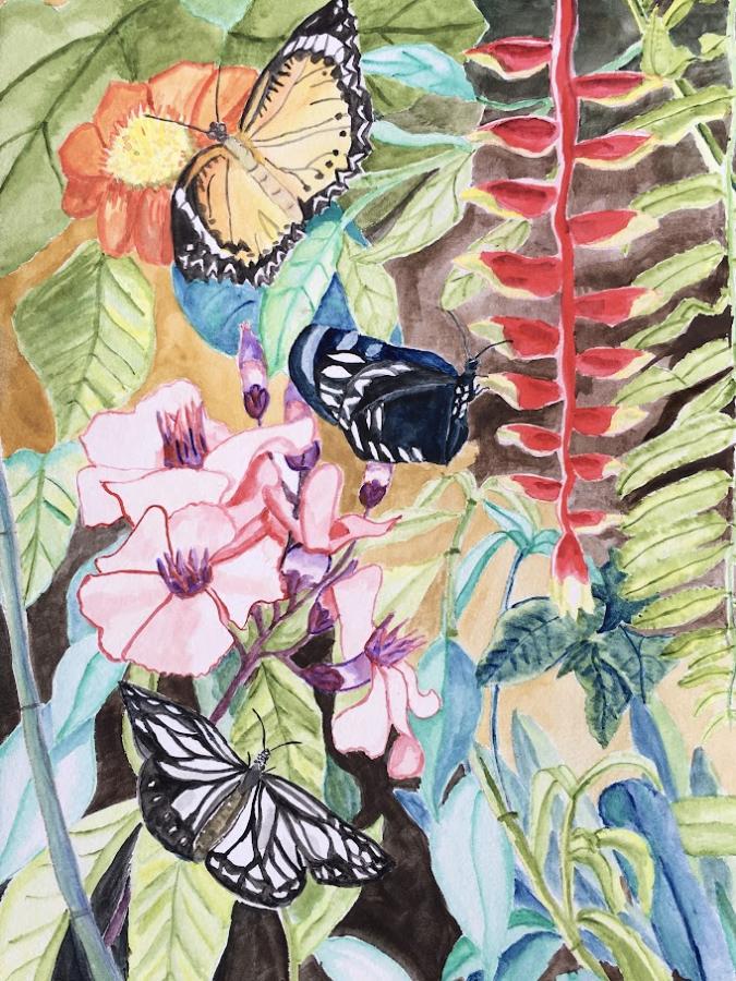 Cambodian Butterflies by Rob Jennings Teats