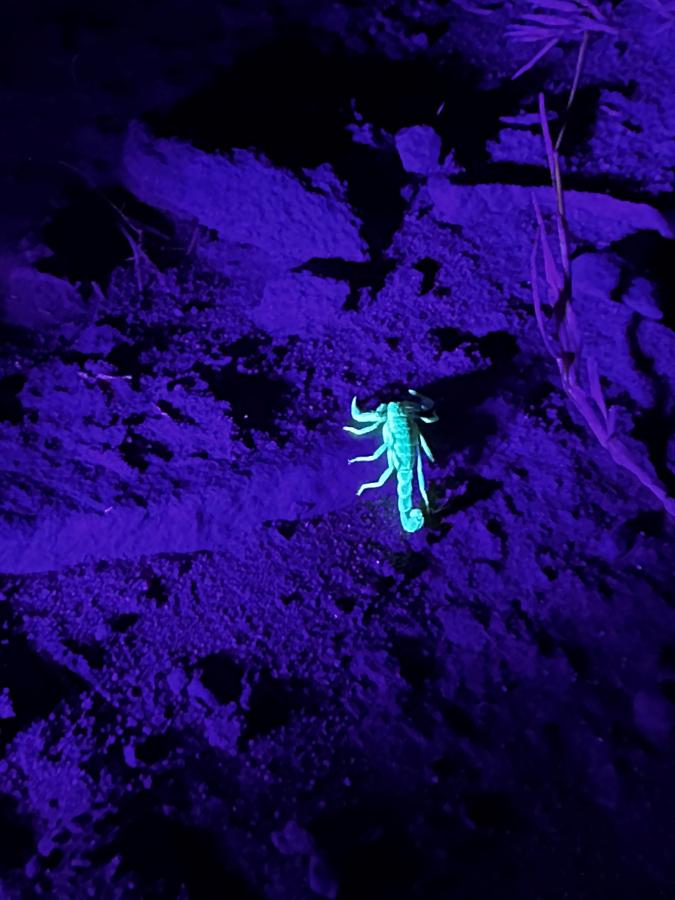 Scorpion from Scorpion Search 2022