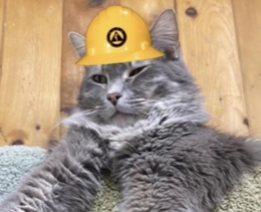 Frankie Supervising Catmandu Makeover