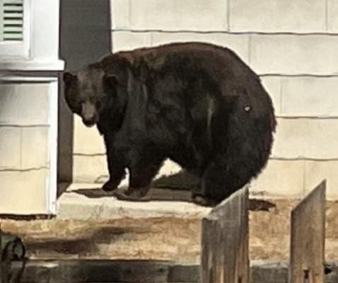Big black bear captured in South Lake Tahoe Friday, responsible for at least 21 break-ins.
