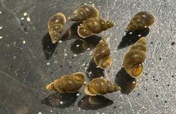 The tiny snails on the bottom of the lake nearly a half mile offshore from the mouth of the Upper Truckee River.