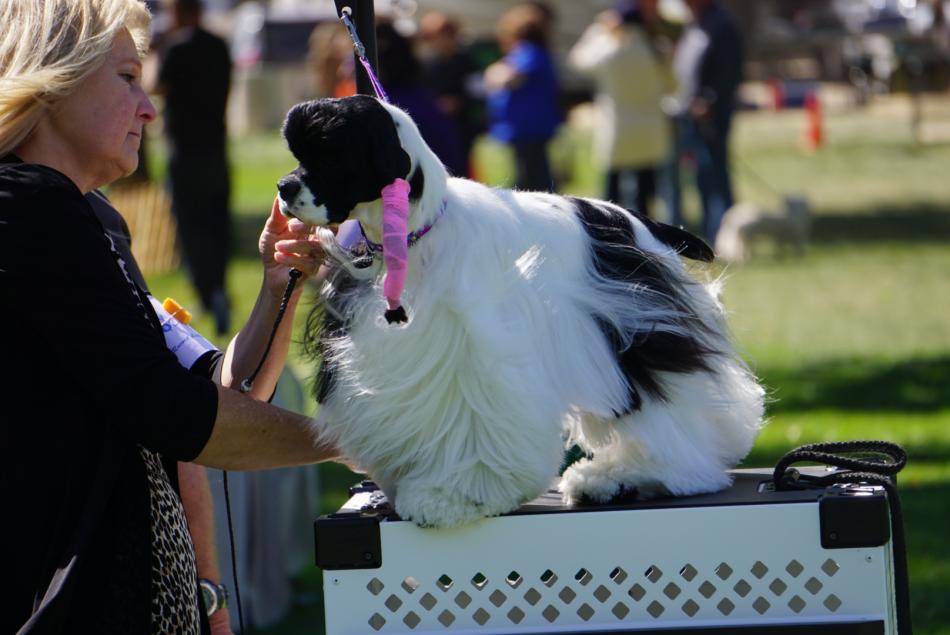 This weekend's show will bring nearly 700 all-breed dogs to Carson City. File photo by Kelsey Penrose