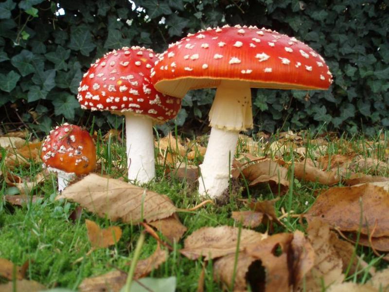 Showing three stages as the mushroom matures. Wikipedia photo