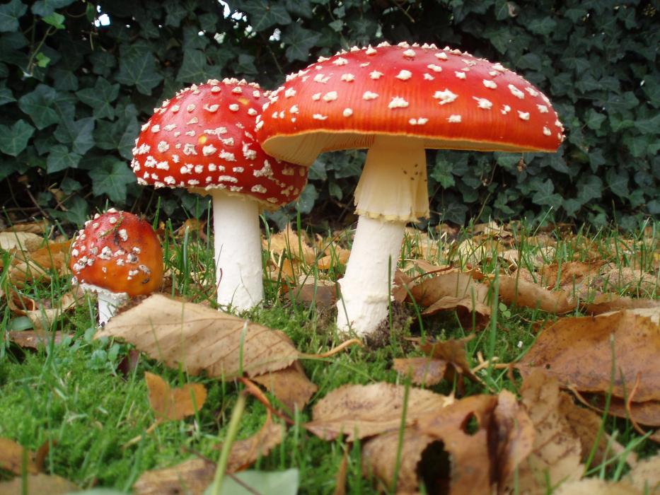 Showing three stages as the mushroom matures. Wikipedia photo