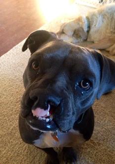 Stitch has found a forever home!