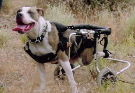 Harley has sped off with our hearts to his new forever home!
