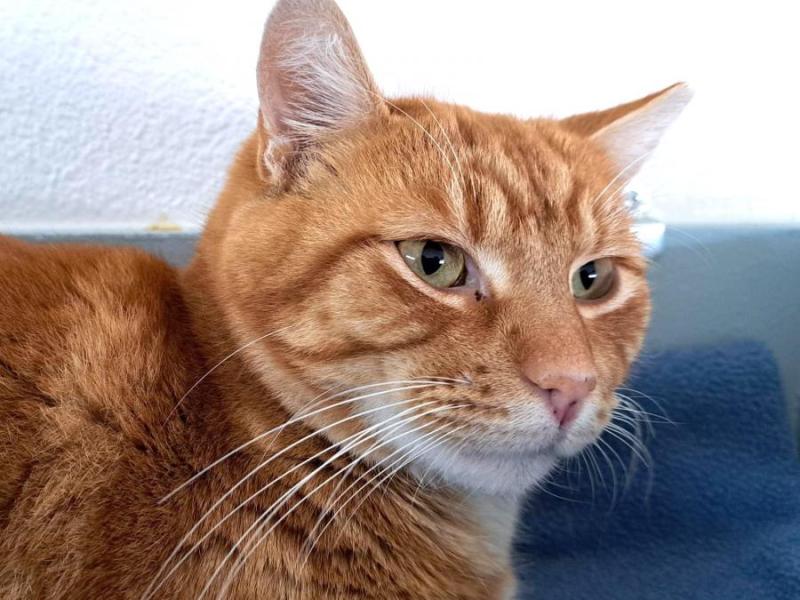 I'm a nice kitty looking for a forever home