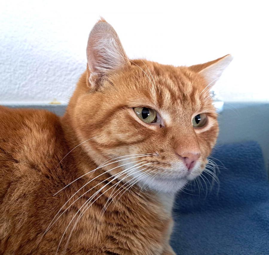 I'm a nice kitty looking for a forever home