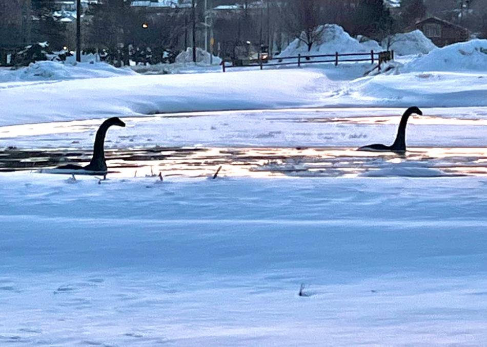 File Photo of Carson Cassie et al enjoying last year’s snowy winter