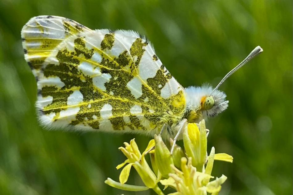 A large marble butterfly, Euchloe ausonides, in Washoe Valley, Nevada. (Courtesy of Cynthia Scholl)