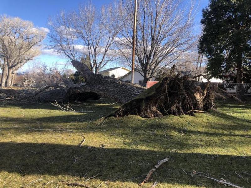 A massive tree at the south end of Mills Park blew over during Saturday's furious wind storm that gripped the capital city.