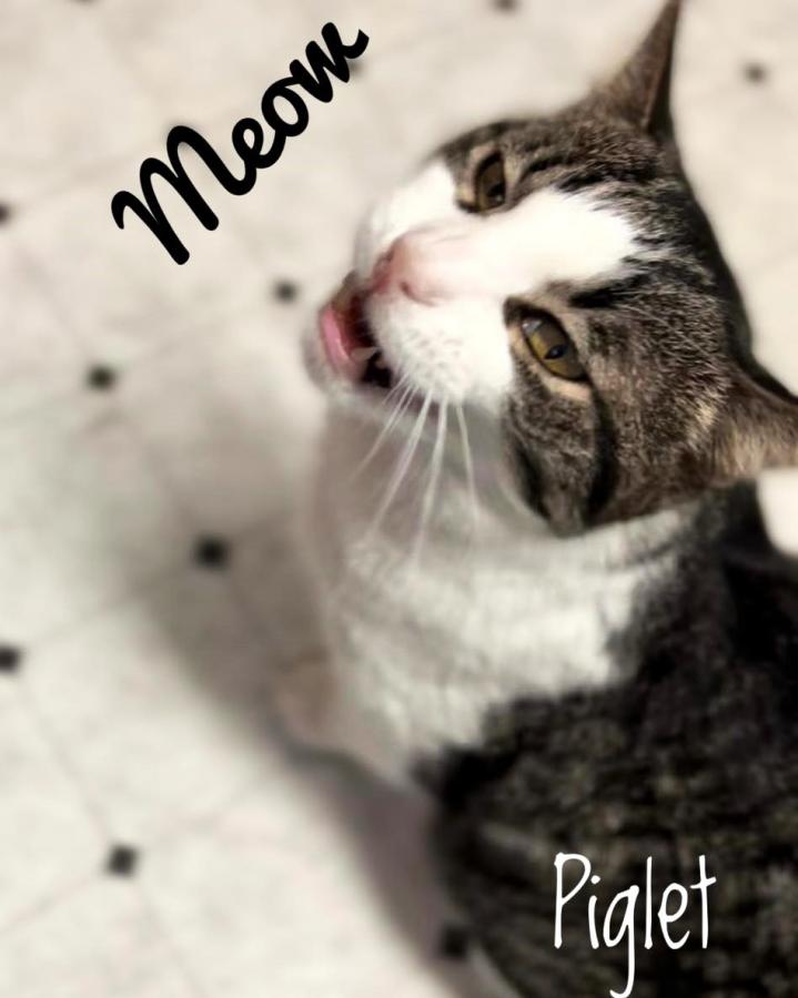 Let's talk. Meow.