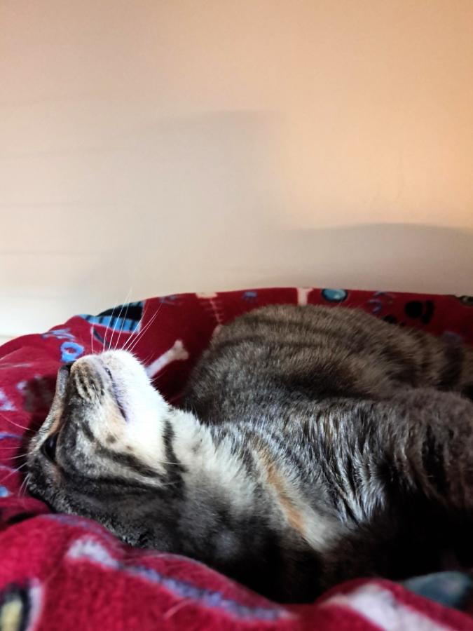 Tink dreaming of a loving home