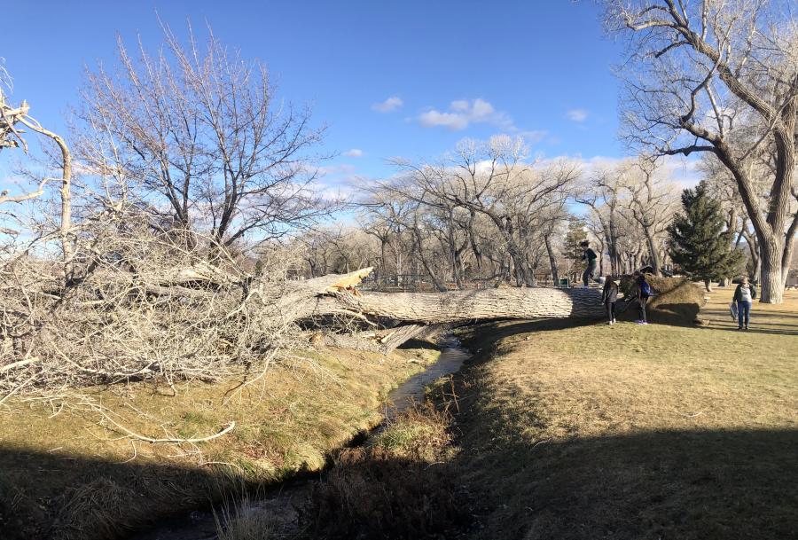 Mills Park showed the damage after Saturday's winds including this tree that toppled near the swimming pool and tennis courts.
