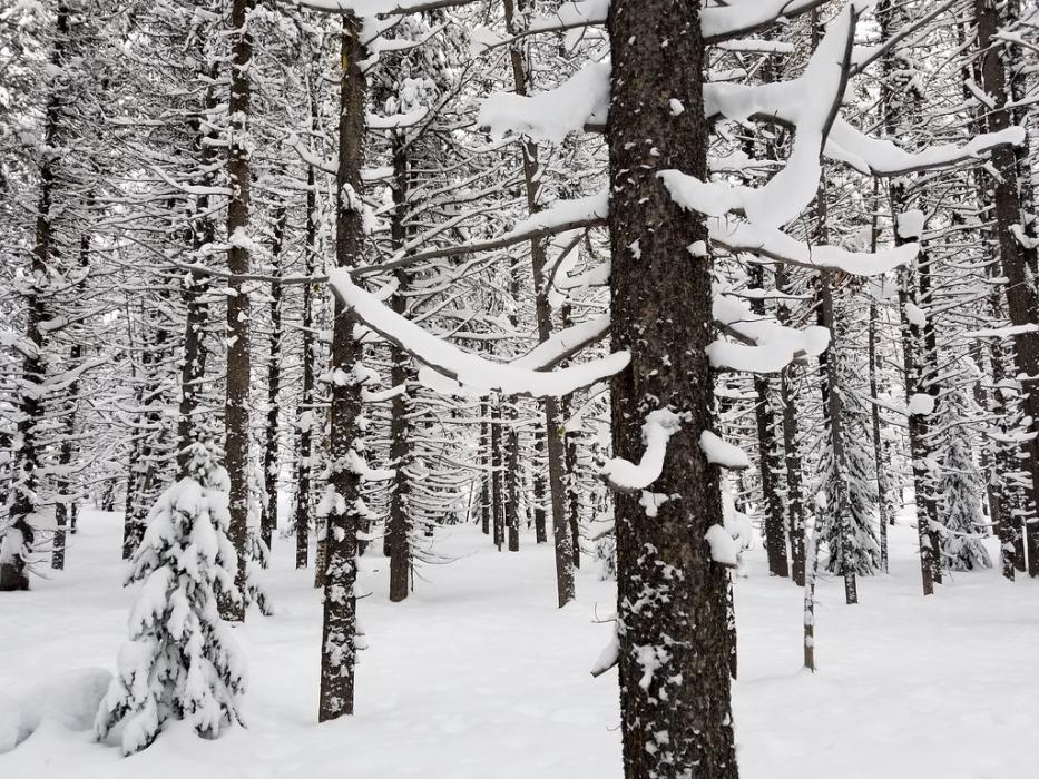 Mix conifer forest. Photo via Creative Commons in public domain.