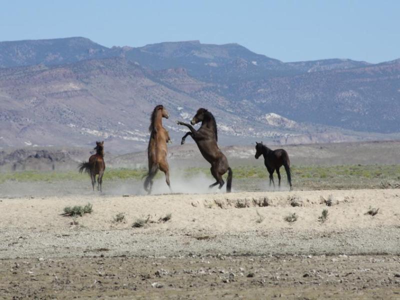 Wild horses on federal public land on July 13, 2016. (BLM Nevada)