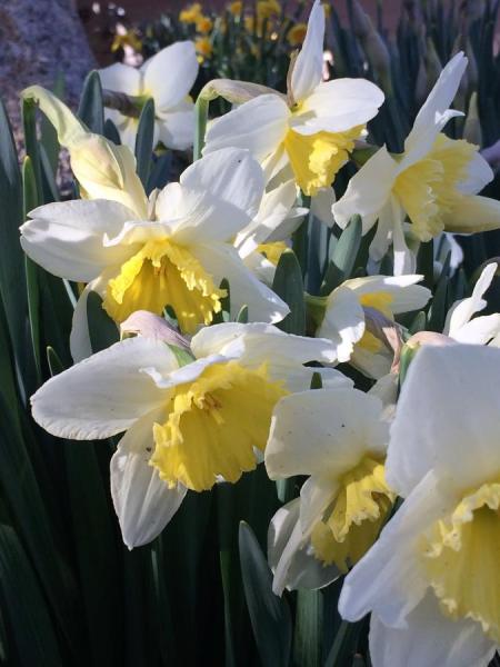 spring flowers